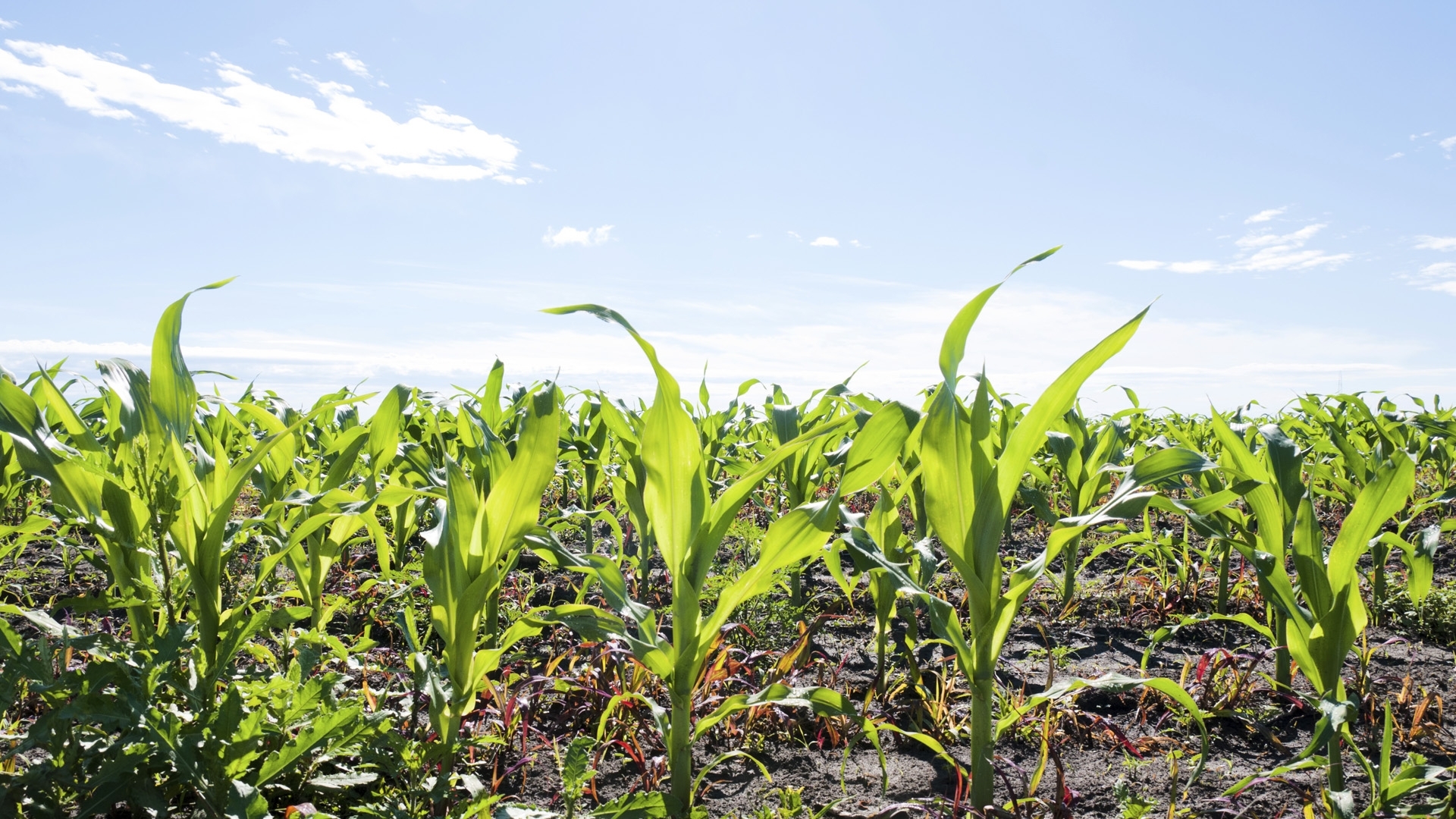 Wilson County Youth in Agriculture